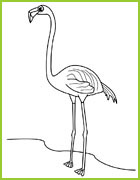 coloriage flamant rose