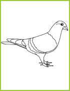 coloriage pigeon