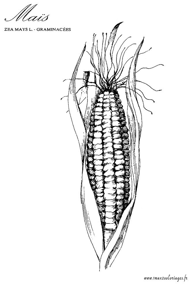 coloriage plante aromatique